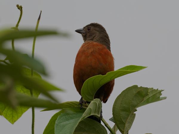 Rode tangare (Ramphocelus bresilius)